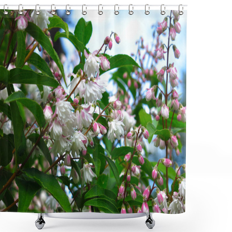 Personality  Beautiful Shrub Deutzia Blooms In The Spring Garden Pink Small Flowers Shower Curtains