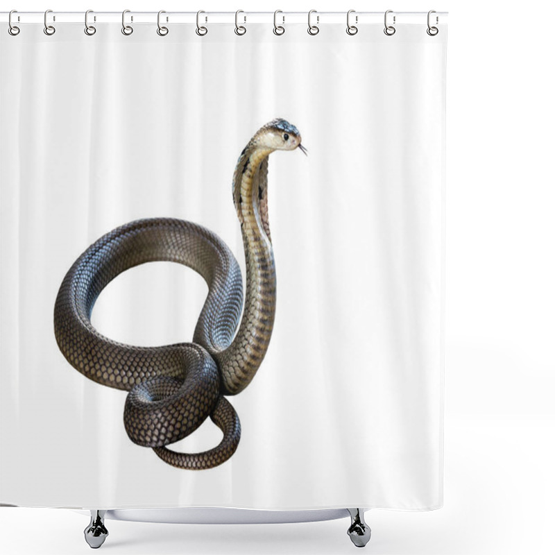 Personality  Cobra isolated on white background. shower curtains