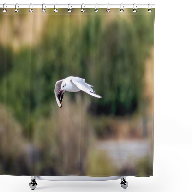 Personality  Black-headed gull feeds on fish, insects, and plants. Photo taken at Swords Estuary, Dublin, Ireland. shower curtains