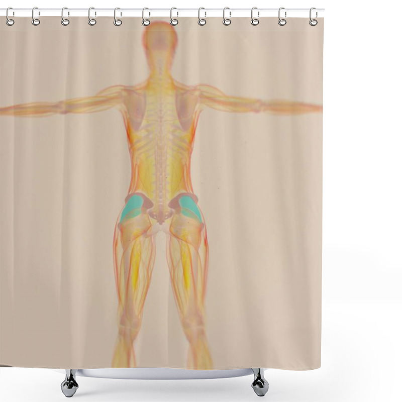 Personality  Female Fascia Lata Anatomy Model Shower Curtains