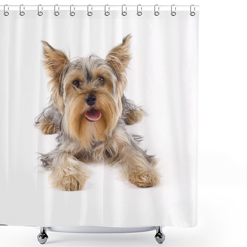 Personality  Small Yorkshire Terrier Dog Lying Down Shower Curtains