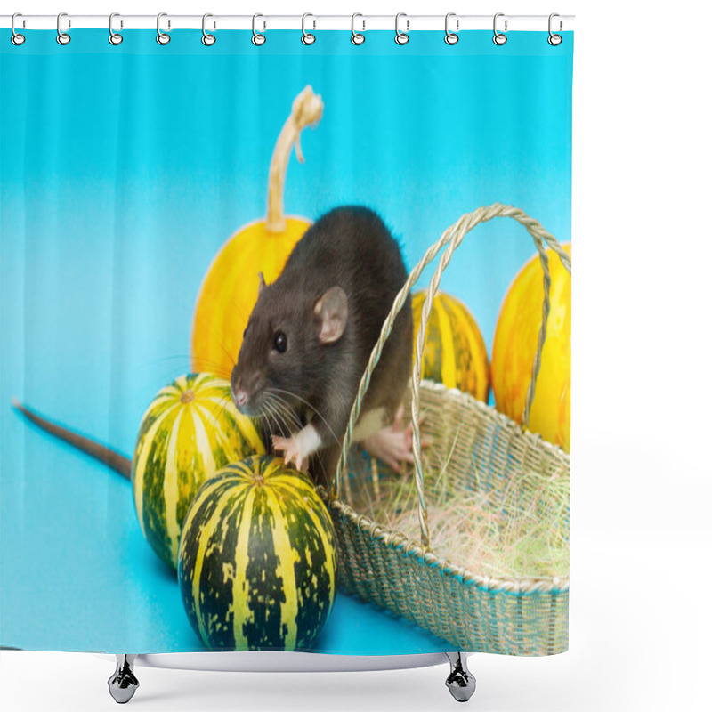 Personality  The Black Fluffy Rat Is A Symbol Of 2020. The Animal Sits In A Wicker Basket. Nearby On A Blue Background Are Decorative Pumpkins Shower Curtains