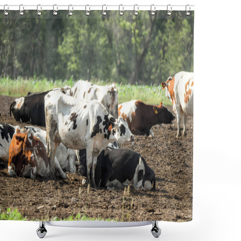 Personality  Photograph Of Several Dairy Cows In A Pasture With One Black And White Spotted Cow Foaming At The Mouth. Shower Curtains