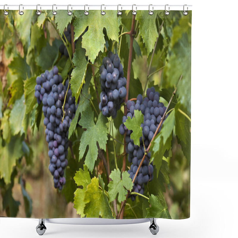 Personality  Bunch Of Red Grapes On The Vine Shower Curtains