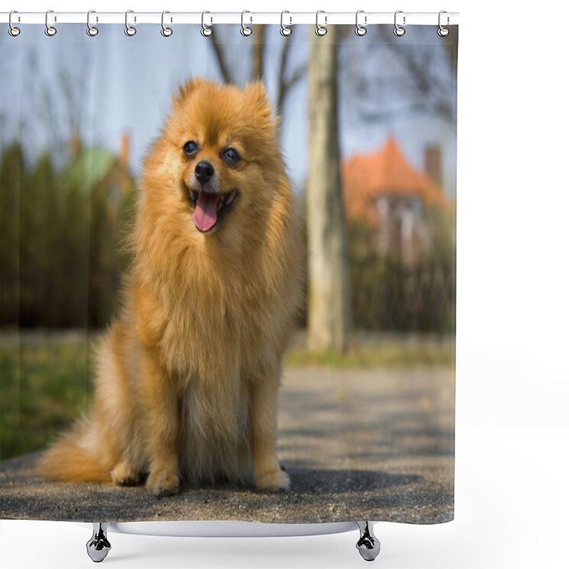 Personality  Pomaranian Spitz Smile Shower Curtains