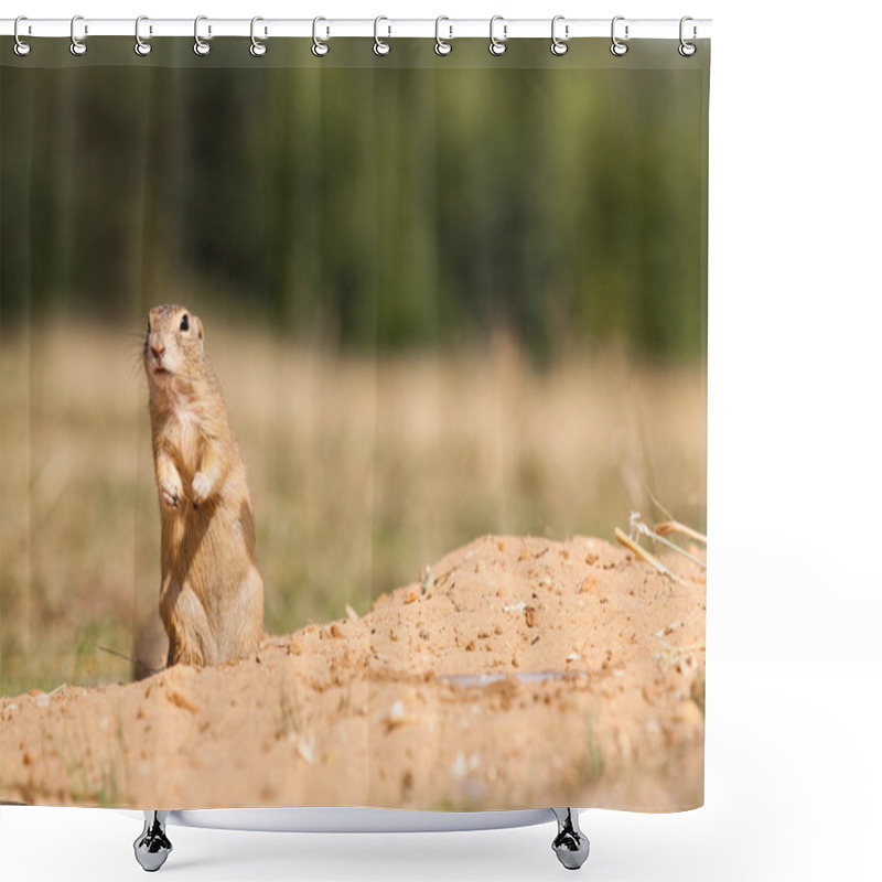 Personality  Gopher Shower Curtains