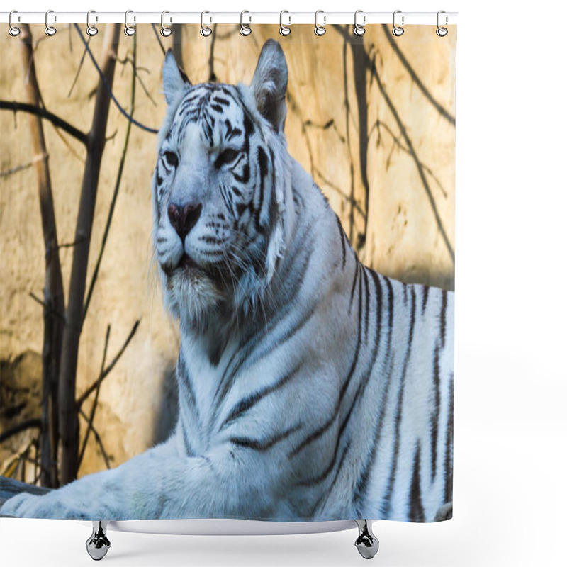 Personality  Bengal Tiger Is Lying And Looking Forward. Shower Curtains