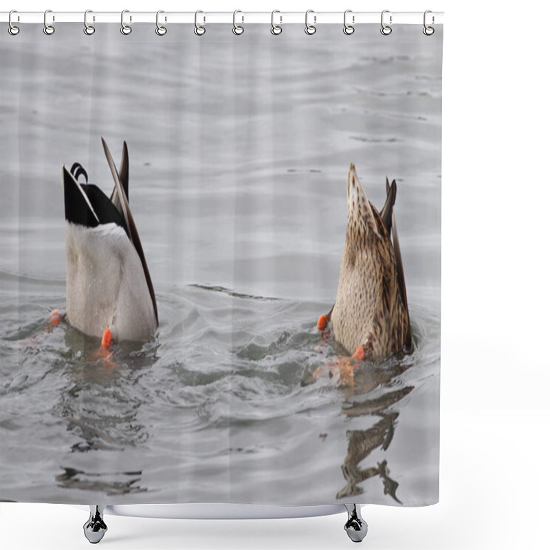 Personality  Funny Photo From Two Ducks Upside Down Looking For Food. Douro River, North Of Portugal. Shower Curtains