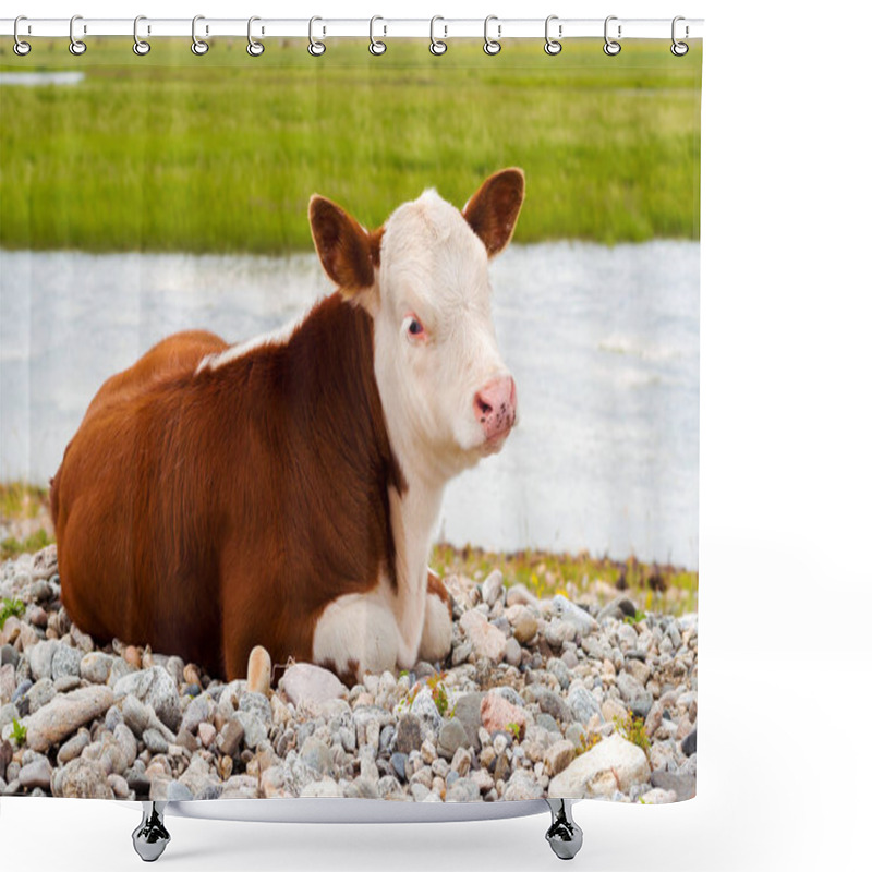 Personality  A Calf Resting On The Shore Shower Curtains