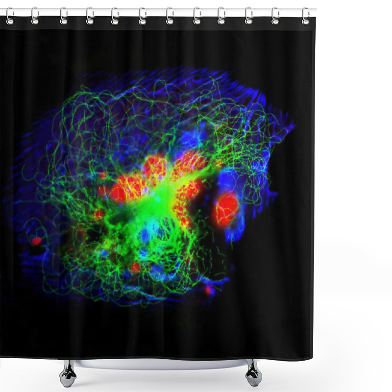 Personality  Human Neuroblastoma Cells Shower Curtains