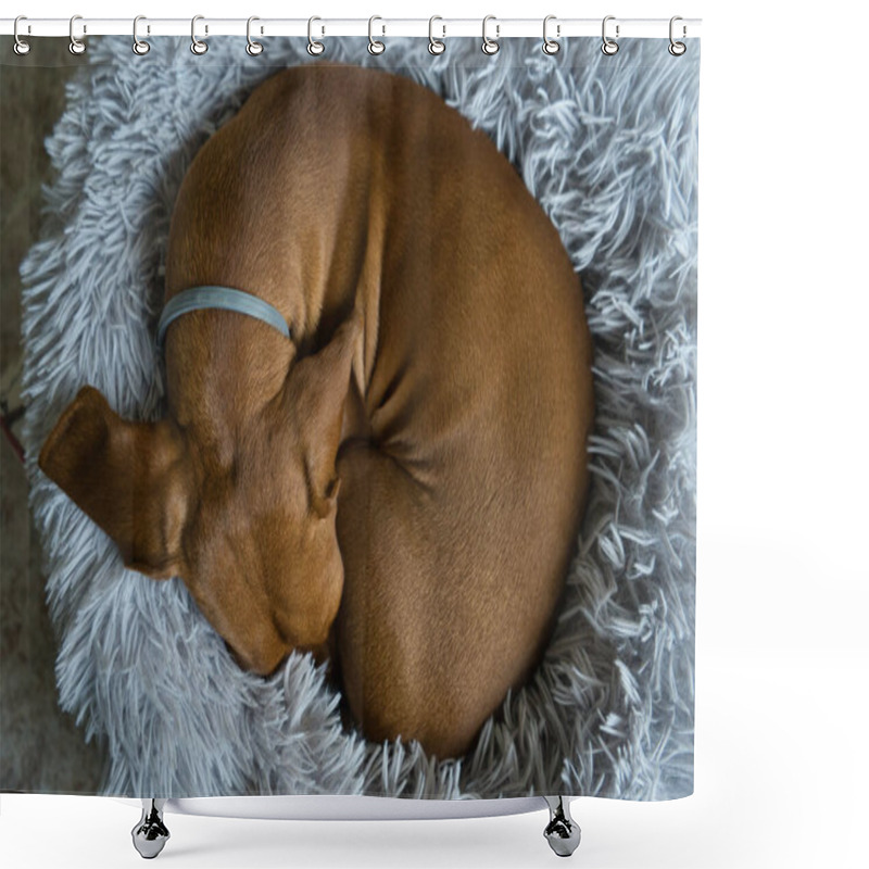 Personality  An Red-haired Dachshund Is Resting In A Grey Bed. Dachshund Sleeping In Bed. Spain Shower Curtains