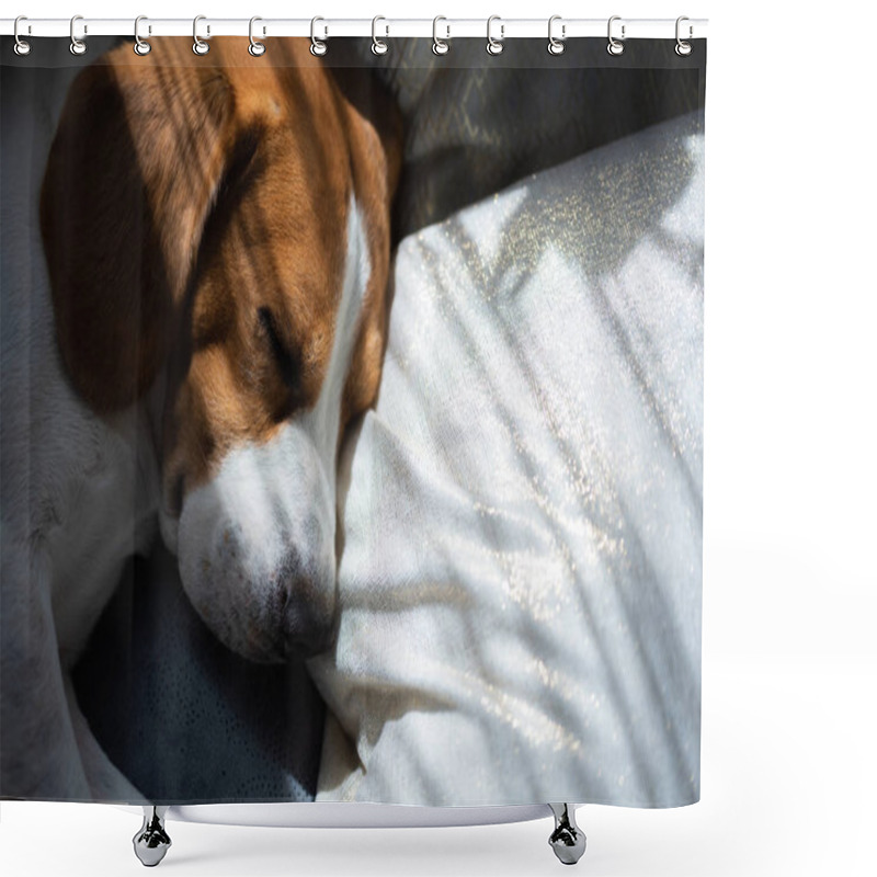 Personality  Beagle Dog Sleeping At Home On The Couch Shower Curtains