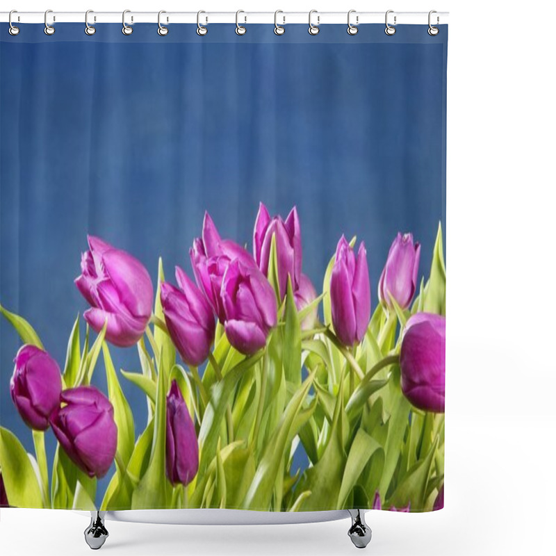 Personality  Tulips Pink Flowers On Blue Studio Background Shower Curtains