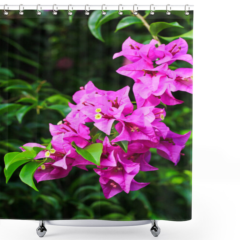 Personality  Beautiful Flowering Bougainvillea Shower Curtains