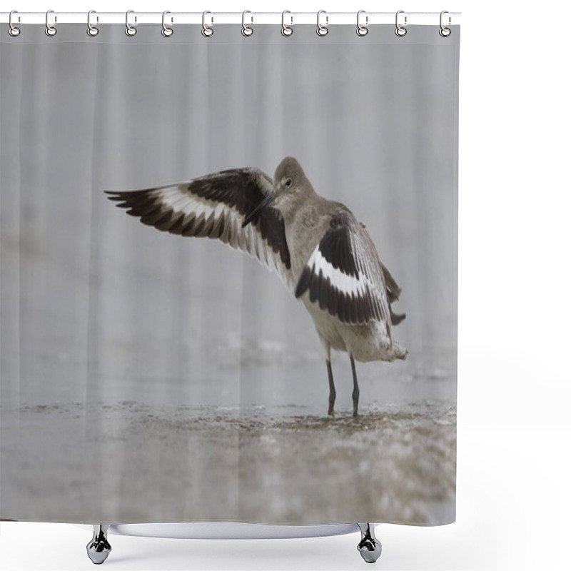 Personality  A Willet (Tringa Semipalmata) Flaps Its Wings To Dry Them After Bathing In The Gulfof Mexico- Florida Shower Curtains