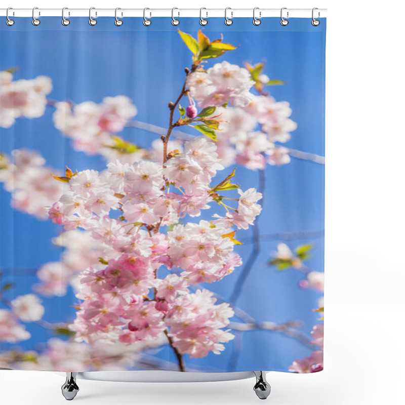 Personality  A Beautiful Blooming Sakura Blossom Close-up On A Blue Sky Background In Spring Shower Curtains