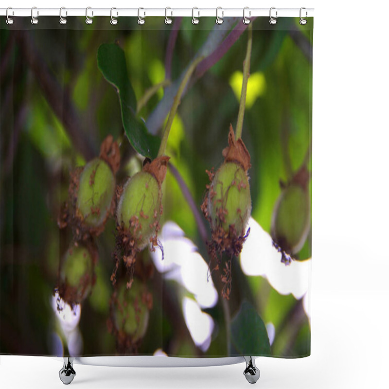 Personality  Variegated Kiwi Vine (Actinidia Kolomikta) In Garden Shower Curtains