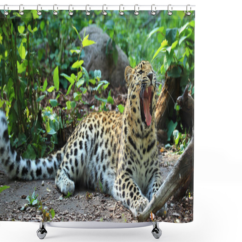 Personality  Amur Leopard Shower Curtains