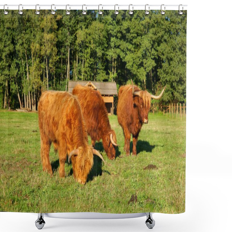 Personality  Cows, Red Highland Cattle (Scottish Gaelic) Young Bull And Two Cows On The Pasture Shower Curtains