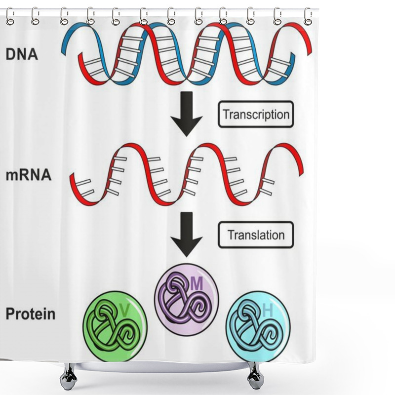 Personality  Central Dogma Of Gene Expression Infographic Diagram Showing The Process Of Transcription And Translation From DNA To RNA To Protein And How It Form For Genetic Science Education Shower Curtains