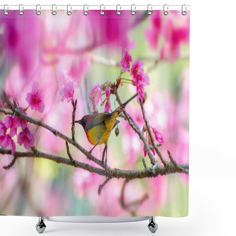 Personality  Red Bird Blue Background Perched On The Branches Sakura Shower Curtains