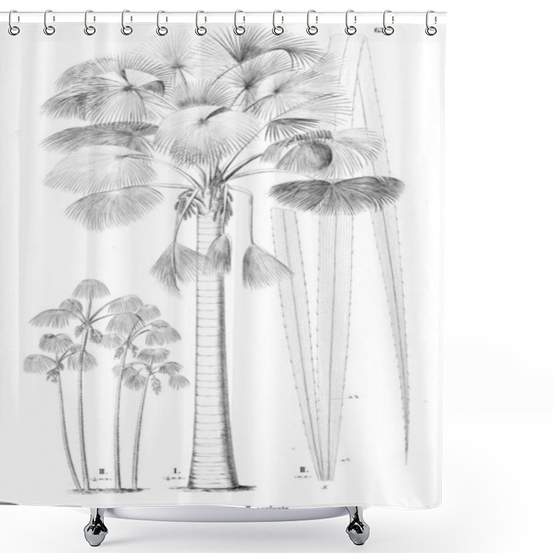 Personality  Palm Tree. Retro And Old Image Shower Curtains