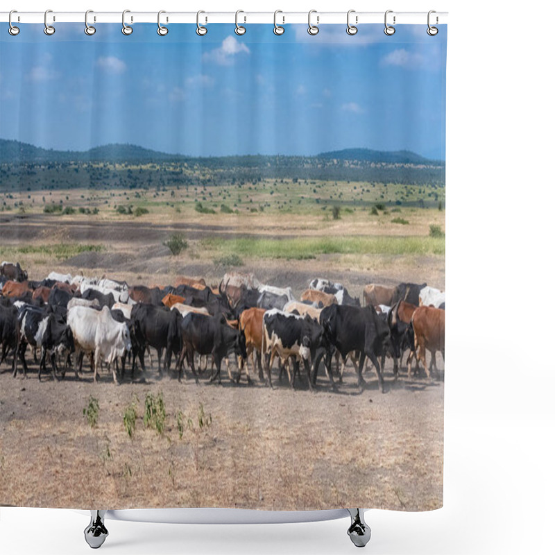 Personality  Herd Of Zebus Walking In Tanzania, African Landscape In Background Shower Curtains