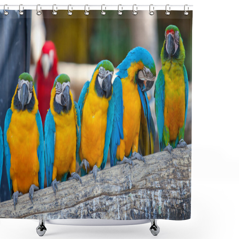 Personality  Scarlet Macaws Shower Curtains