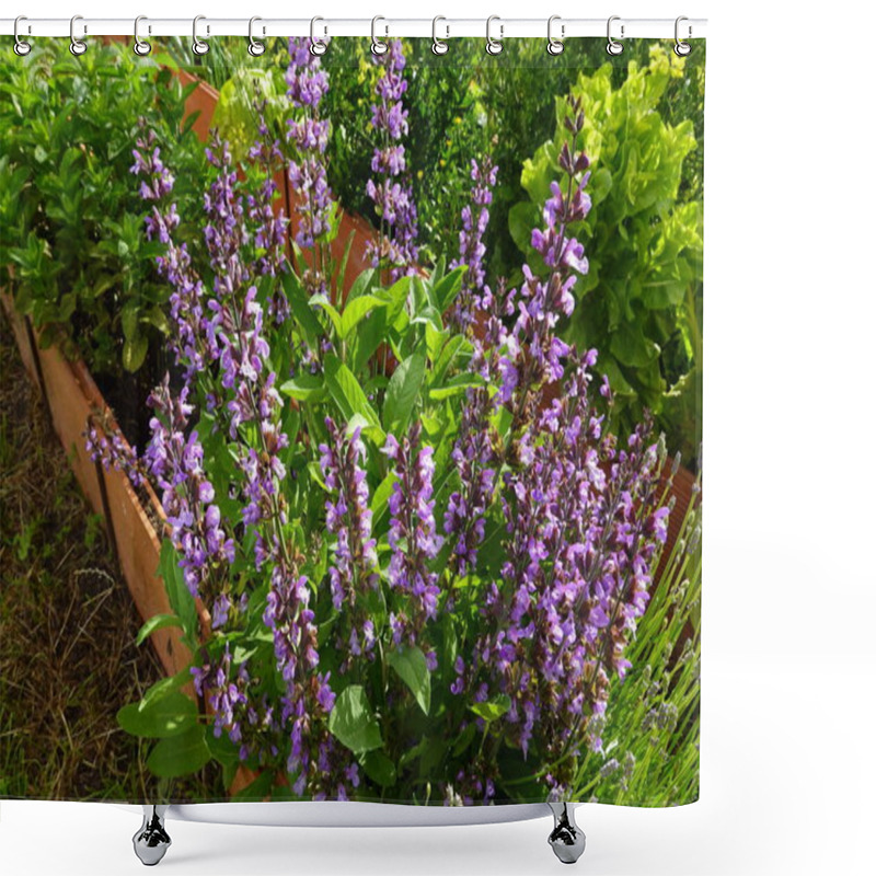 Personality  Vibrant Purple Sage Flowers Bloom Alongside Green Mint Plants In A Lush Raised Garden Bed On A Sunny Day. Shower Curtains