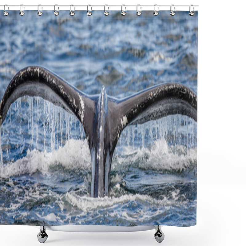 Personality  Tail Of Humpback Whale Shower Curtains