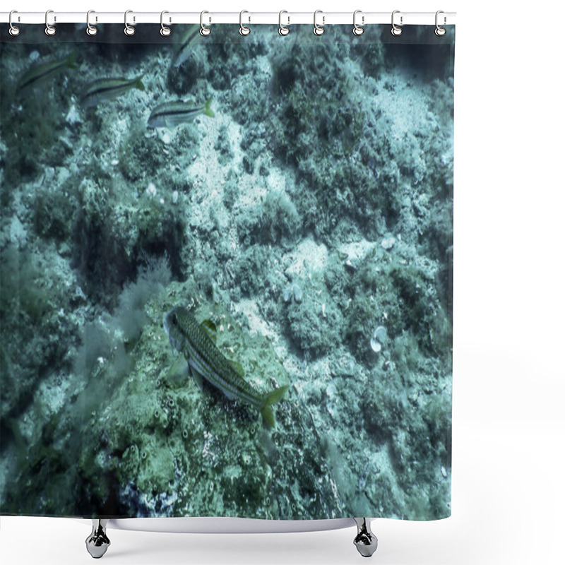 Personality  Red Mullet (Mullus Barbatus) Underwater Wildlife Shower Curtains