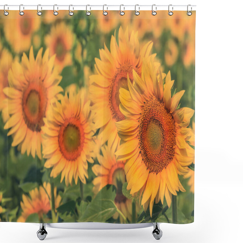 Personality  Closeup Golden Sunflower Field, Agricultural Outdoor Scene Shower Curtains