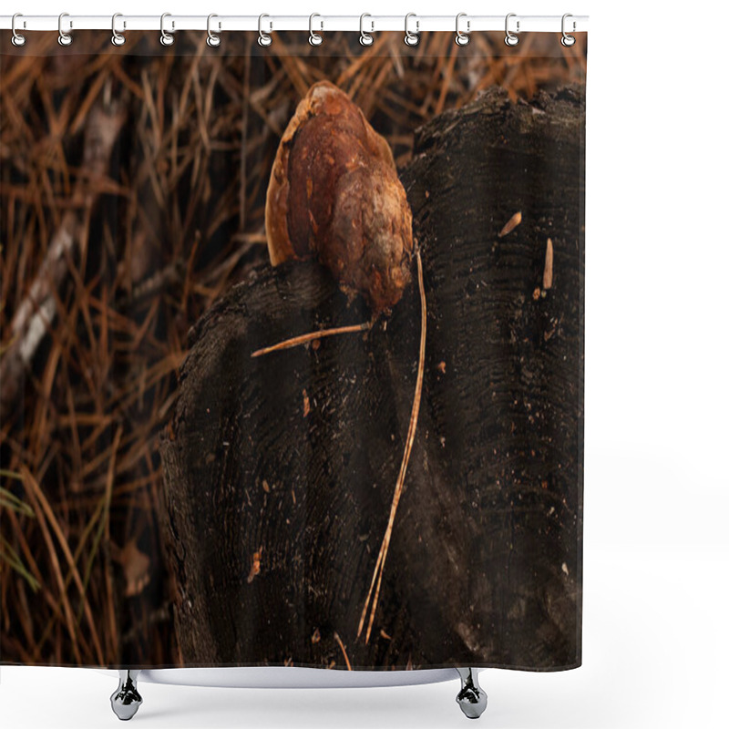 Personality  A Close-up Image Of A Bracket Fungus (tinder Fungus) Growing On A Tree Stump In A Forest Setting. Perfect Representation Of Forest Ecology, Biodiversity, And The Beauty Of Natural Decay. Shower Curtains