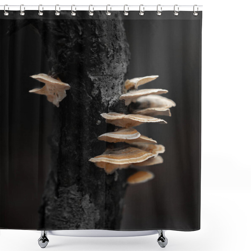 Personality  A Close-up Of Delicate Mushrooms Growing On Rugged Tree Bark In A Shadowy Forest, Captured With Cinematic Tones To Emphasize The Natural Textures And Mysterious Beauty Of Nature Shower Curtains