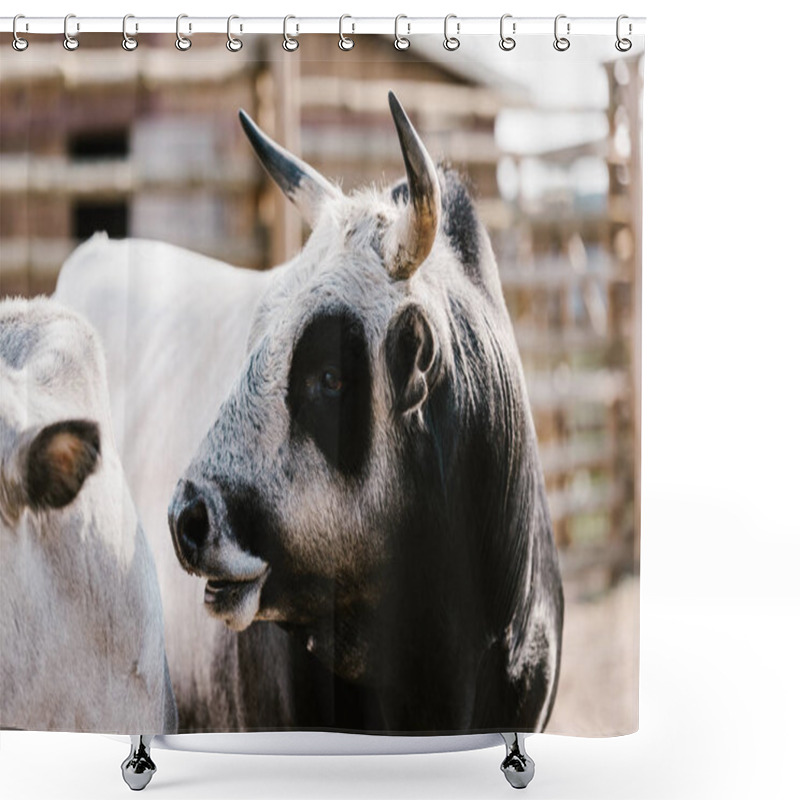 Personality  Close Up View Of Domesticated Bull At Zoo Shower Curtains