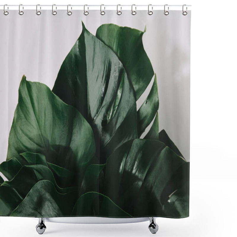 Personality  Top View Of Bunch Of Monstera Leaves Isolated On White Shower Curtains