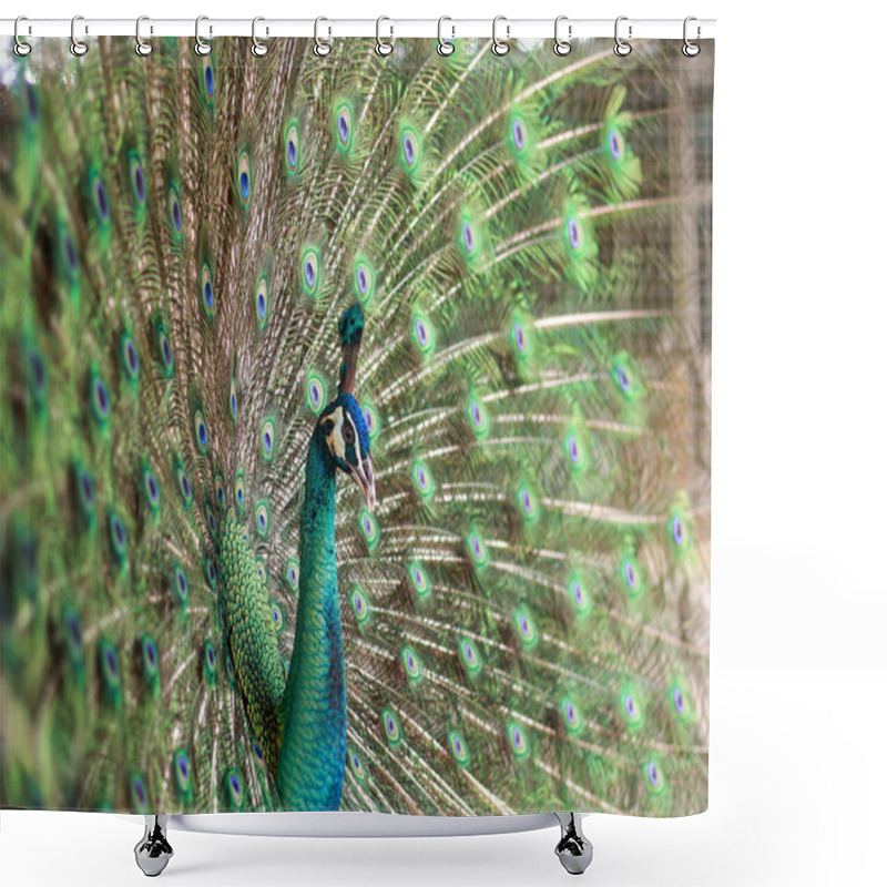 Personality  A Striking Close-up Of A Peacock, Pavo Cristalus, Showing Its Exquisite, Vibrant Plumage With Detailed Eye Spots, Highlighting The Bird's Natural Beauty,side View Shower Curtains