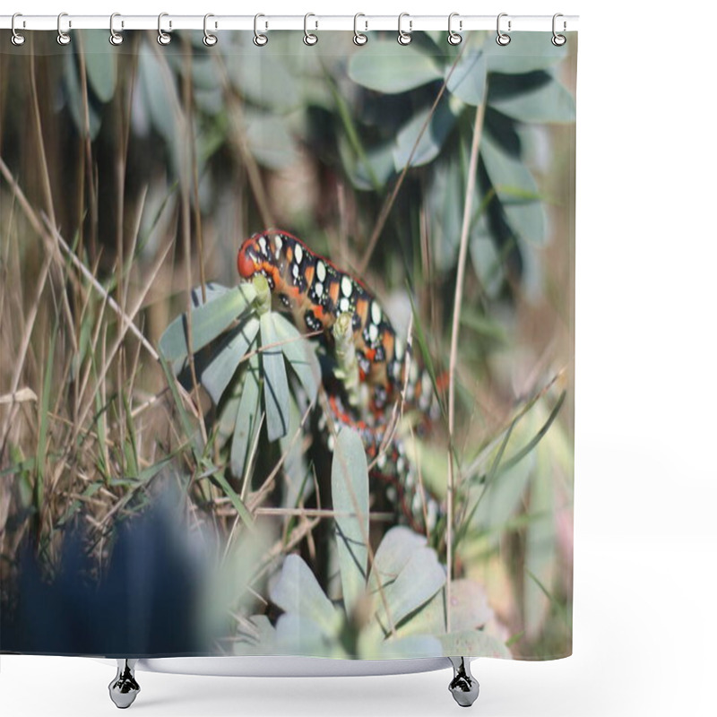 Personality  A Vividly Patterned Caterpillar With Bold Red, Black, And White Markings Clings To Wild, Green Foliage In A Natural Outdoor Setting Shower Curtains