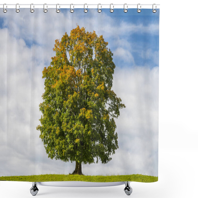 Personality  Singel Beautiful Maple Tree In Meadow Shower Curtains