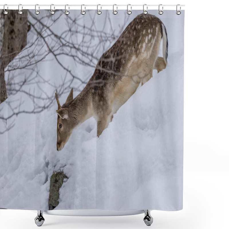 Personality  A Young Female Fallow Deer In A Forest In The Wilderness Of Ontario, Canada At A Cold But Sunny Day In Winter. Shower Curtains