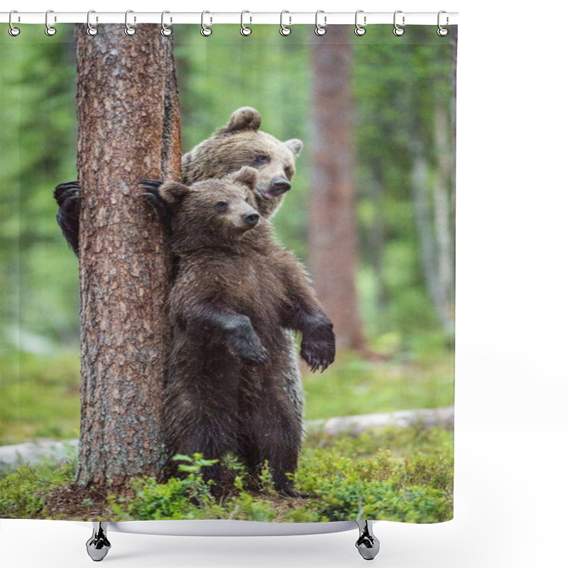 Personality  Bear Cub And She-bear  Shower Curtains