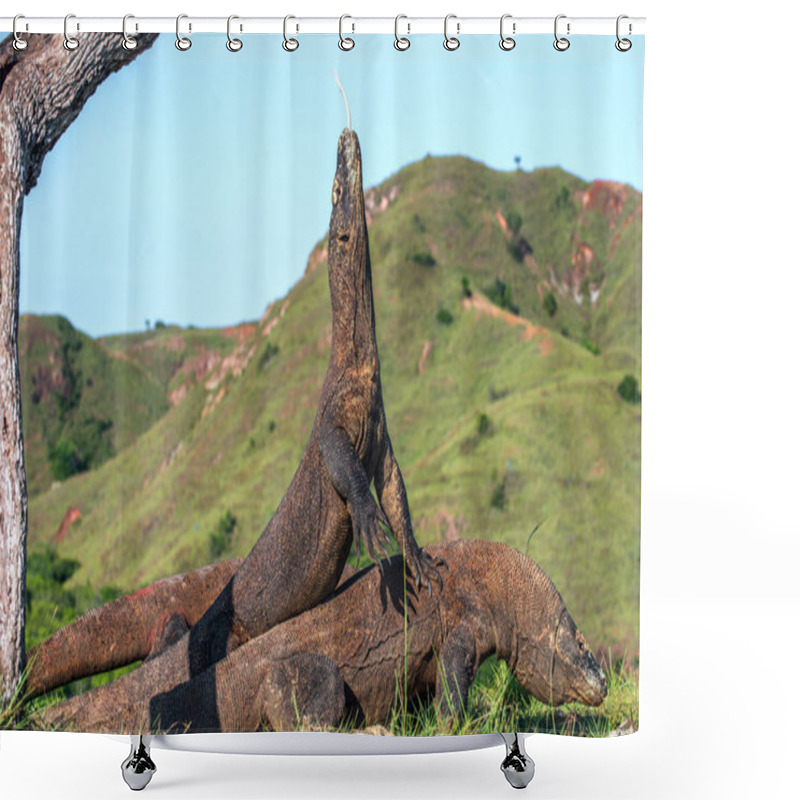 Personality  Komodo Dragon Rise The Head And Sniffs The Air With His Forked Tongue. Natural Habitat. Scientific Name: Varanus Komodoensis. Natural Background Is Landscape Of Island Rinca. Indonesia.  Shower Curtains