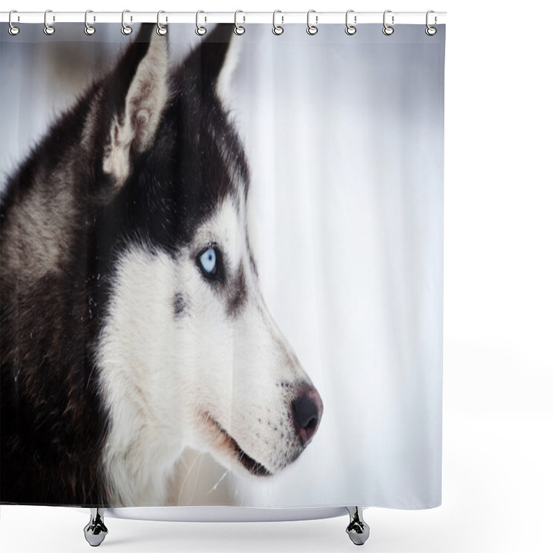 Personality  Husky Portrait With Blue Eyes Shower Curtains