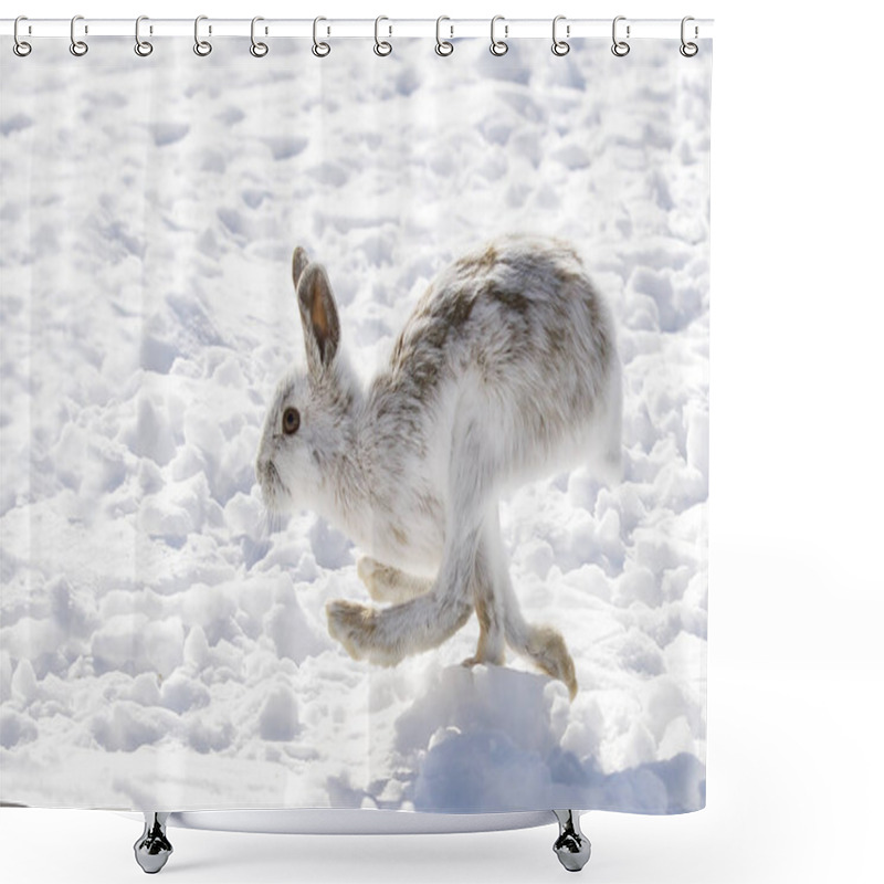 Personality  Snowshoe Hare (Lepus Americanus) Running In The Winter Snow In Canada Shower Curtains