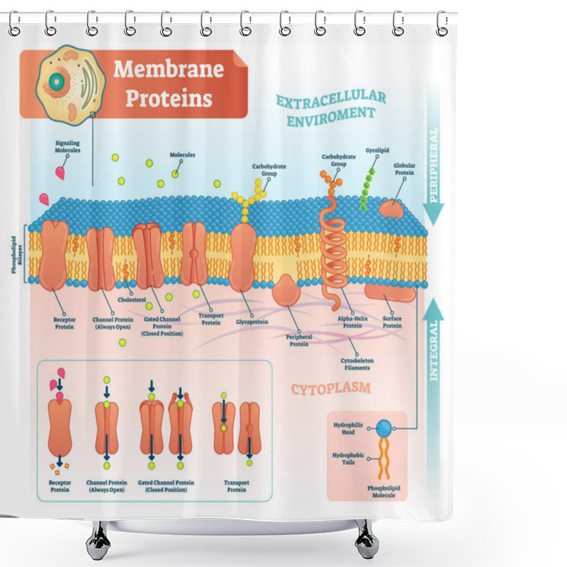 Personality  Membrane Proteins Labeled Vector Illustration. Detailed Structure Scheme. Shower Curtains