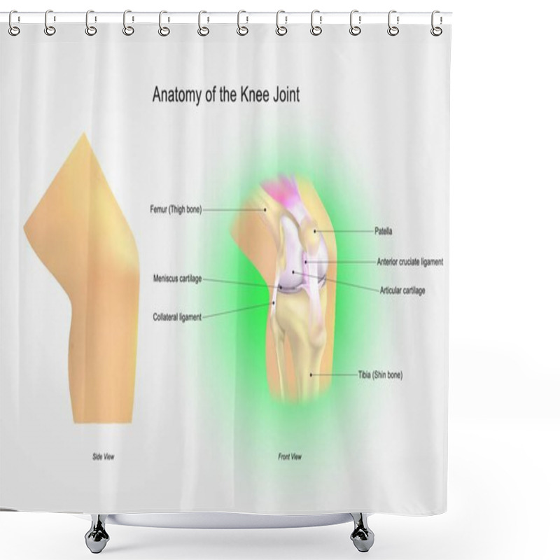 Personality  The Knee Joint Joins The Thigh With The Leg And Consists Of Two Articulations: One Between The Femur And Tibia (tibiofemoral Joint),and One Between The Femur And Patella. It Is The Largest Joint In The Human Body. Illustration Anatomy Body.  Shower Curtains