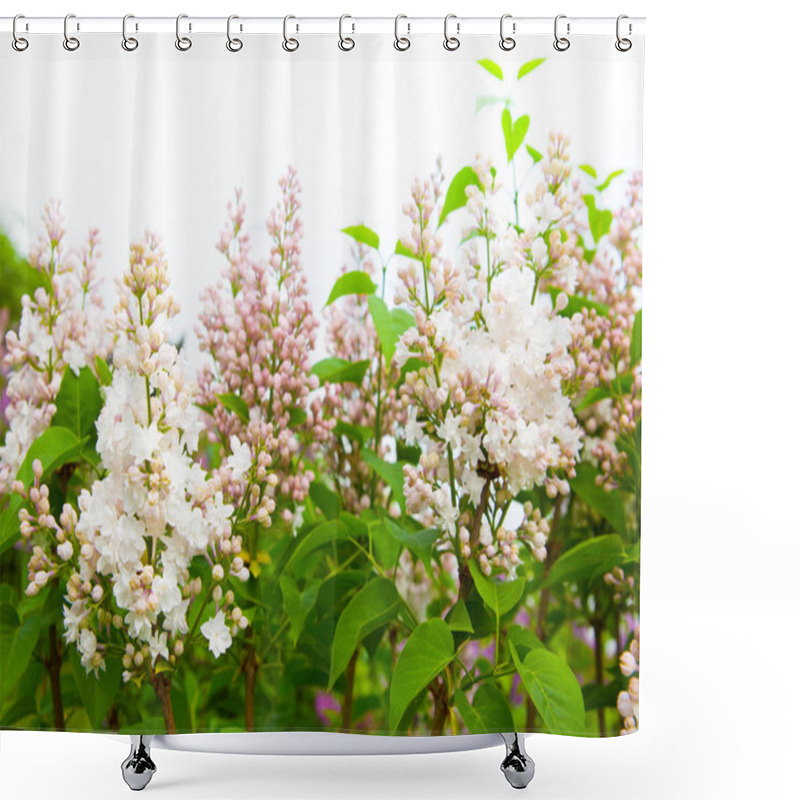 Personality  Amazing Natural View Of Bright Lilac Flowers In Garden At Sunny Spring Day With Green Leaves As A Background. Shower Curtains