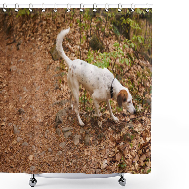 Personality  Photo Of Cute Loyal White Dog Walking In Forest. Nature Photo Of Active Dogs, Pet In Leaf Fall Shower Curtains