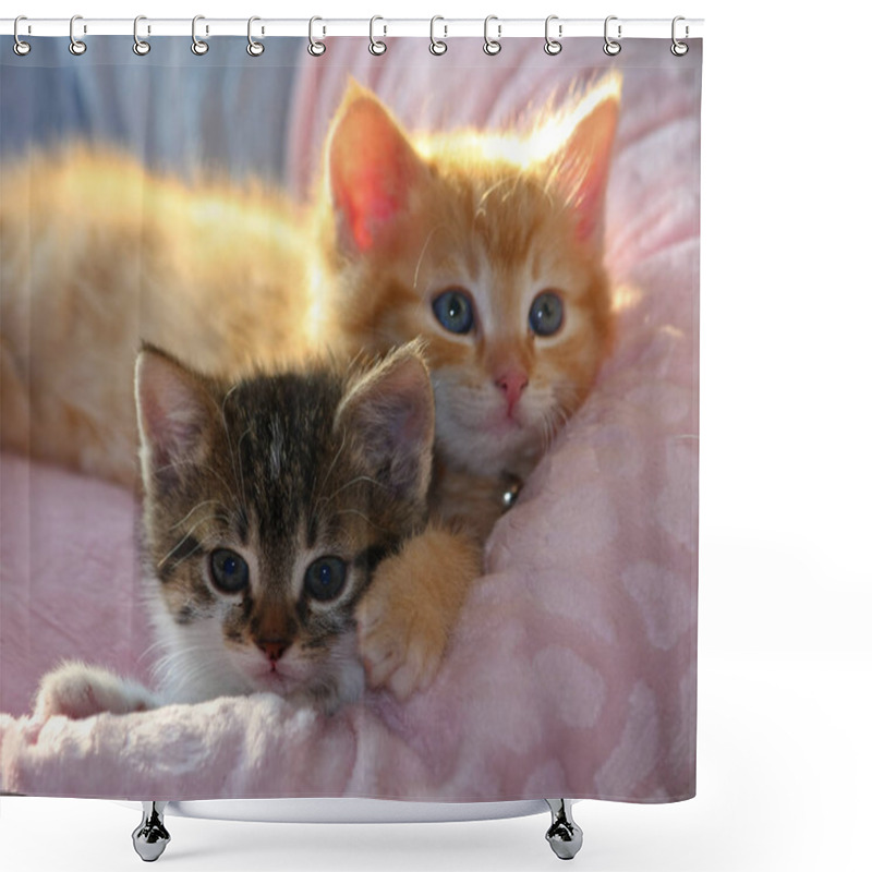 Personality  Domestic Cats, Selective Focus Shower Curtains