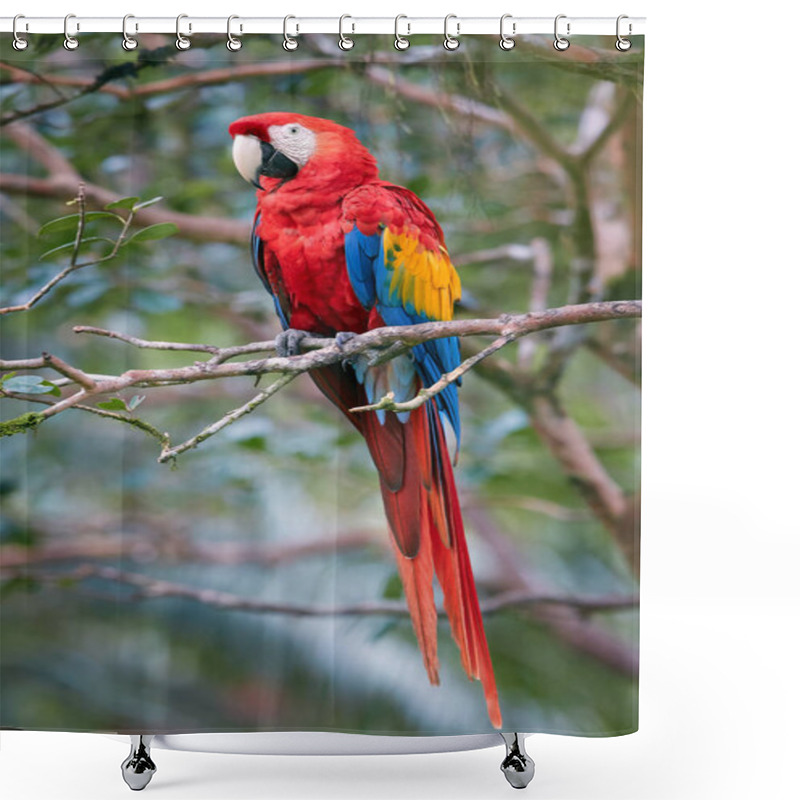 Personality  Red And Blue Parrot, Ara Macao, Scarlet Macaw, In Its Natural Environment Of Wet, Evergreen Forest. Vertical Photo. Wildlife Photography In Costa Rica, Central America. Shower Curtains